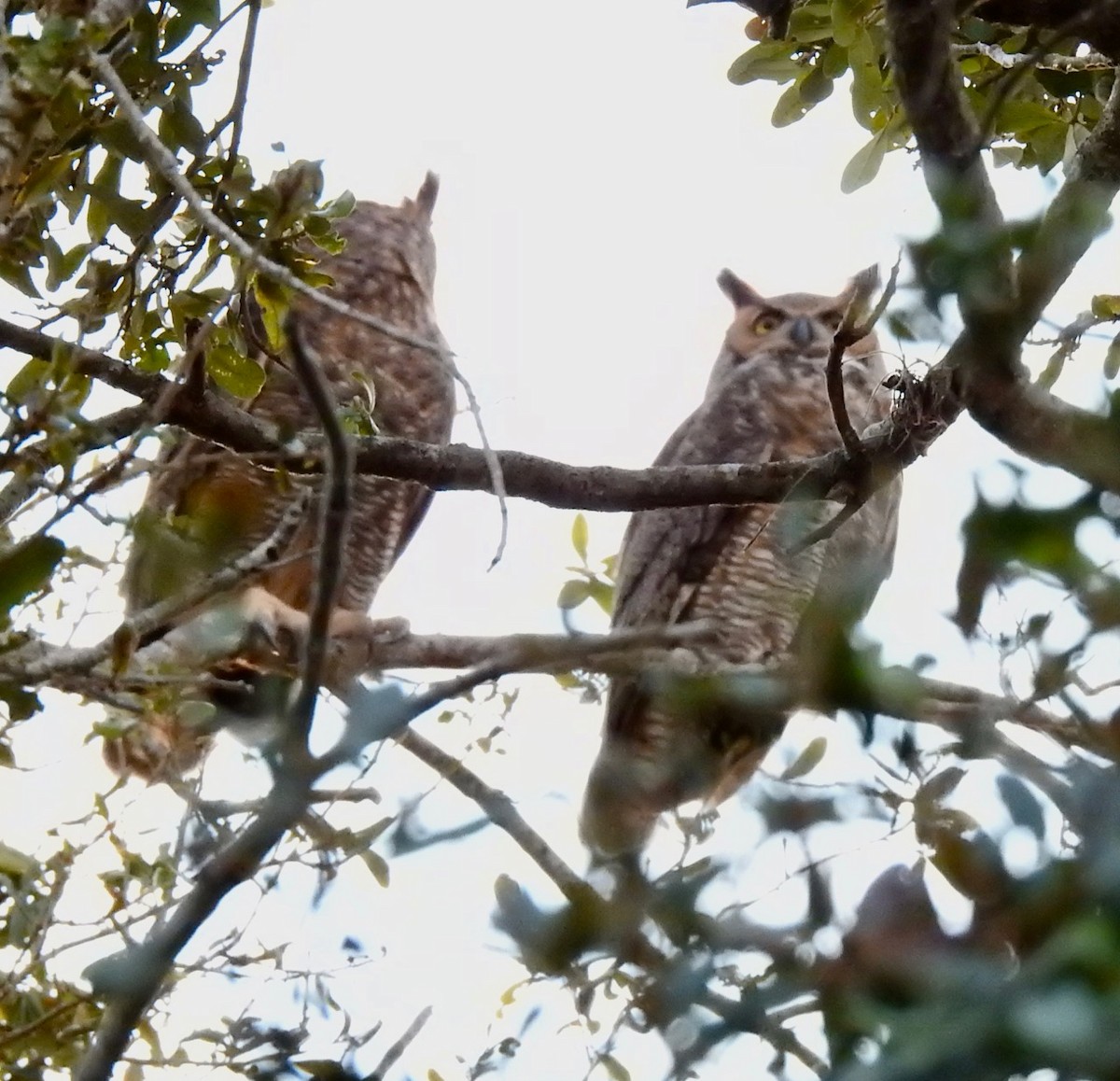 Great Horned Owl - ML613743903