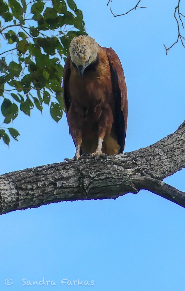 Black-collared Hawk - Sandra Farkas