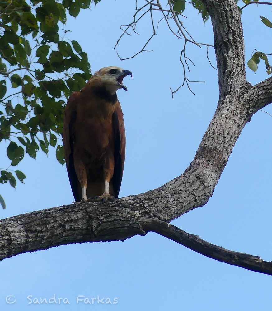 Black-collared Hawk - Sandra Farkas