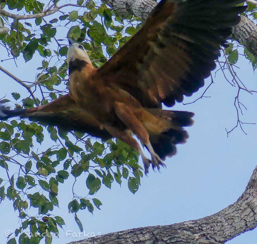 Black-collared Hawk - Sandra Farkas