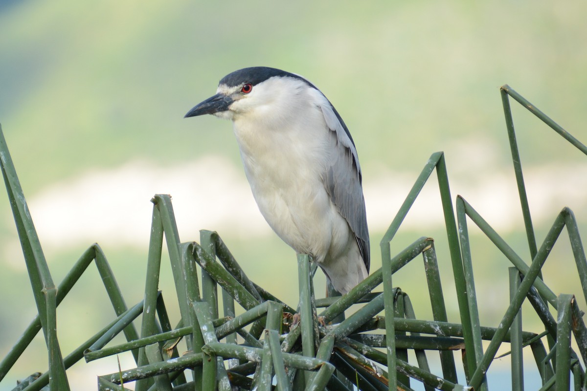 Black-crowned Night Heron - ML613743940