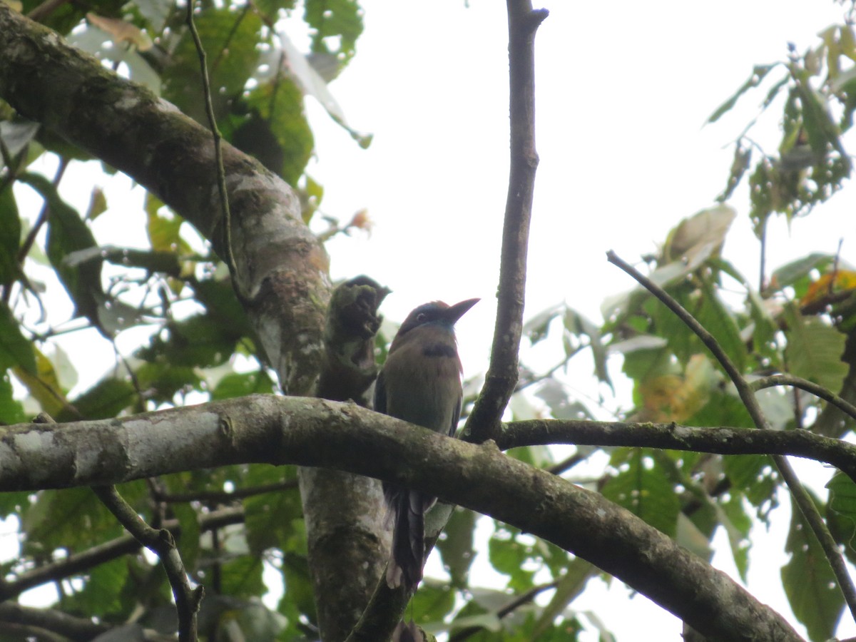 brunpannemotmot - ML613743985