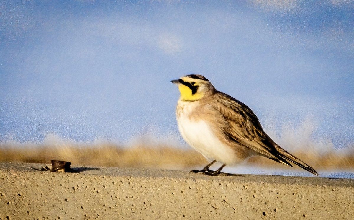 Horned Lark - Tom Wilberding