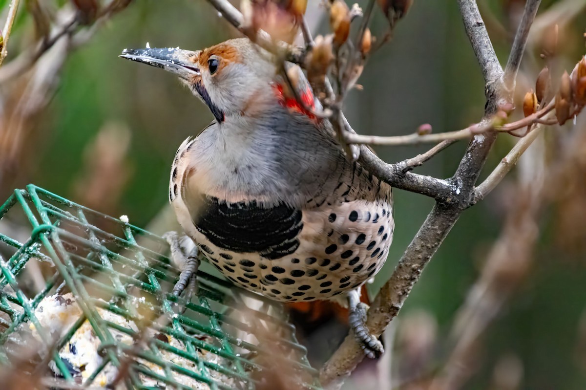 Northern Flicker - ML613744062