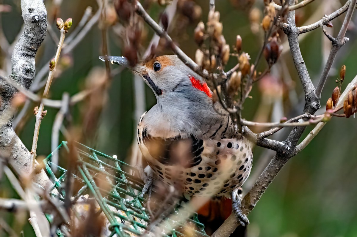 Northern Flicker - ML613744063