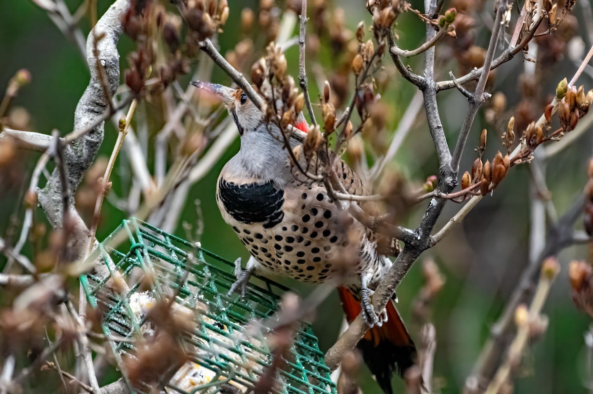 Northern Flicker - ML613744064