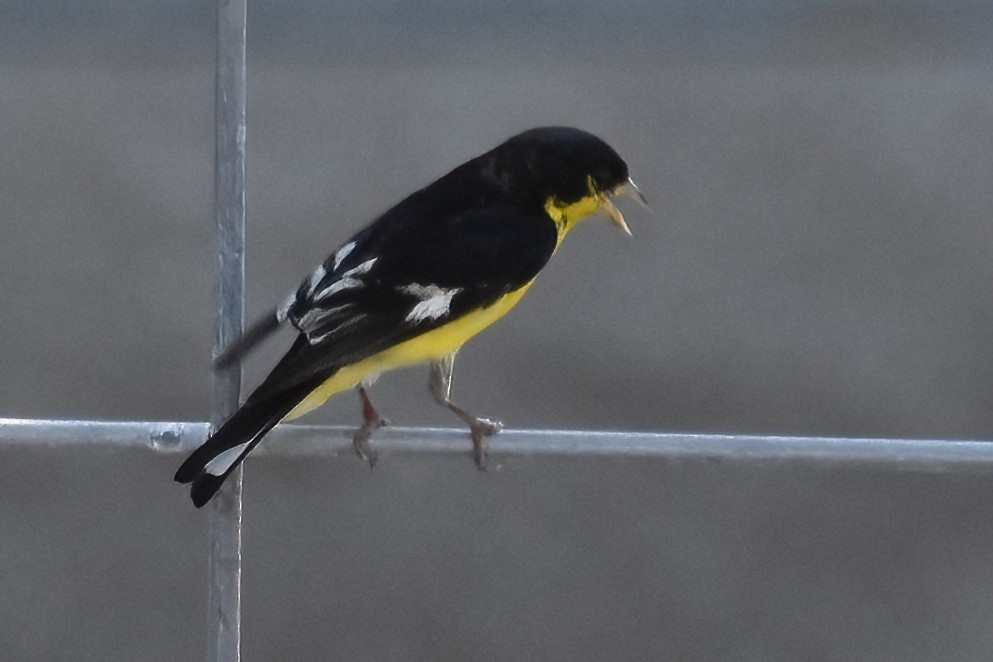 Lesser Goldfinch - Derek Hudgins