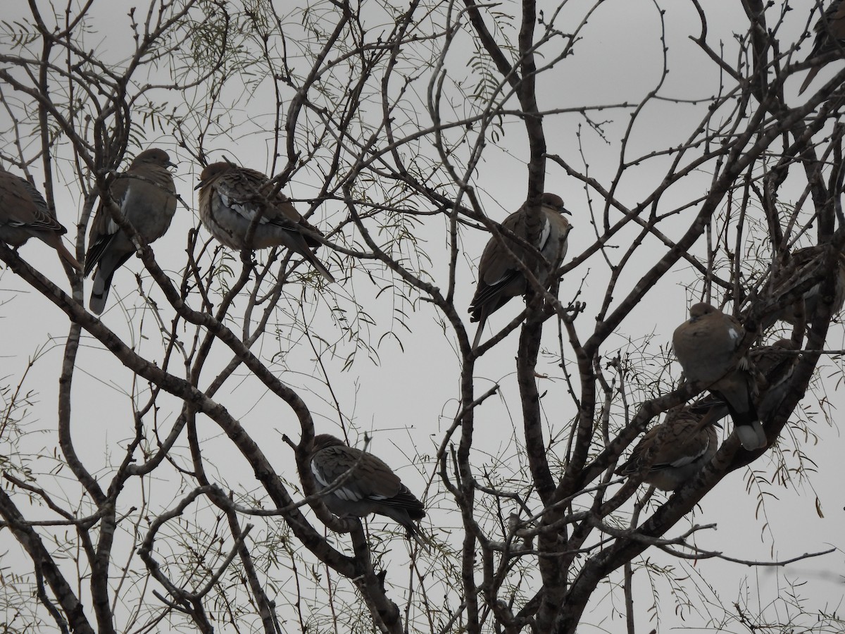 White-winged Dove - ML613744107