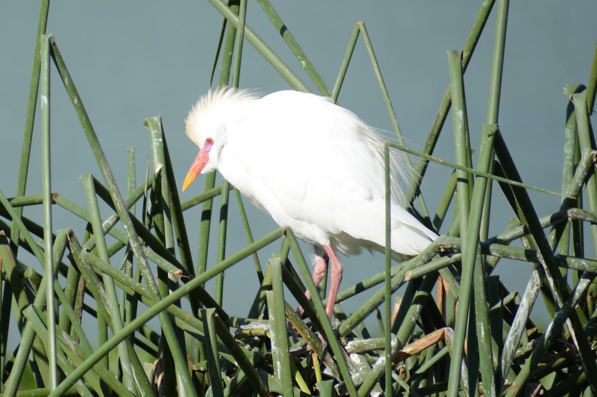 Western Cattle Egret - ML613744113