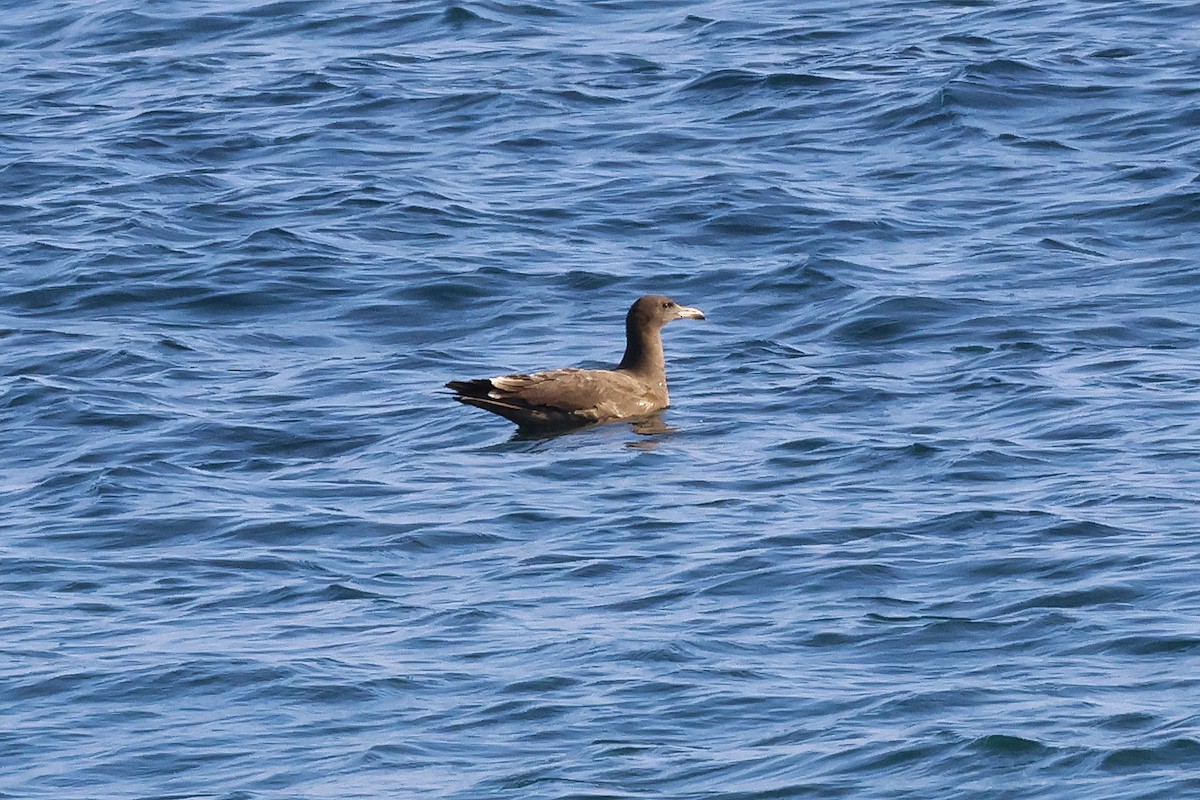 Heermann's Gull - ML613744157