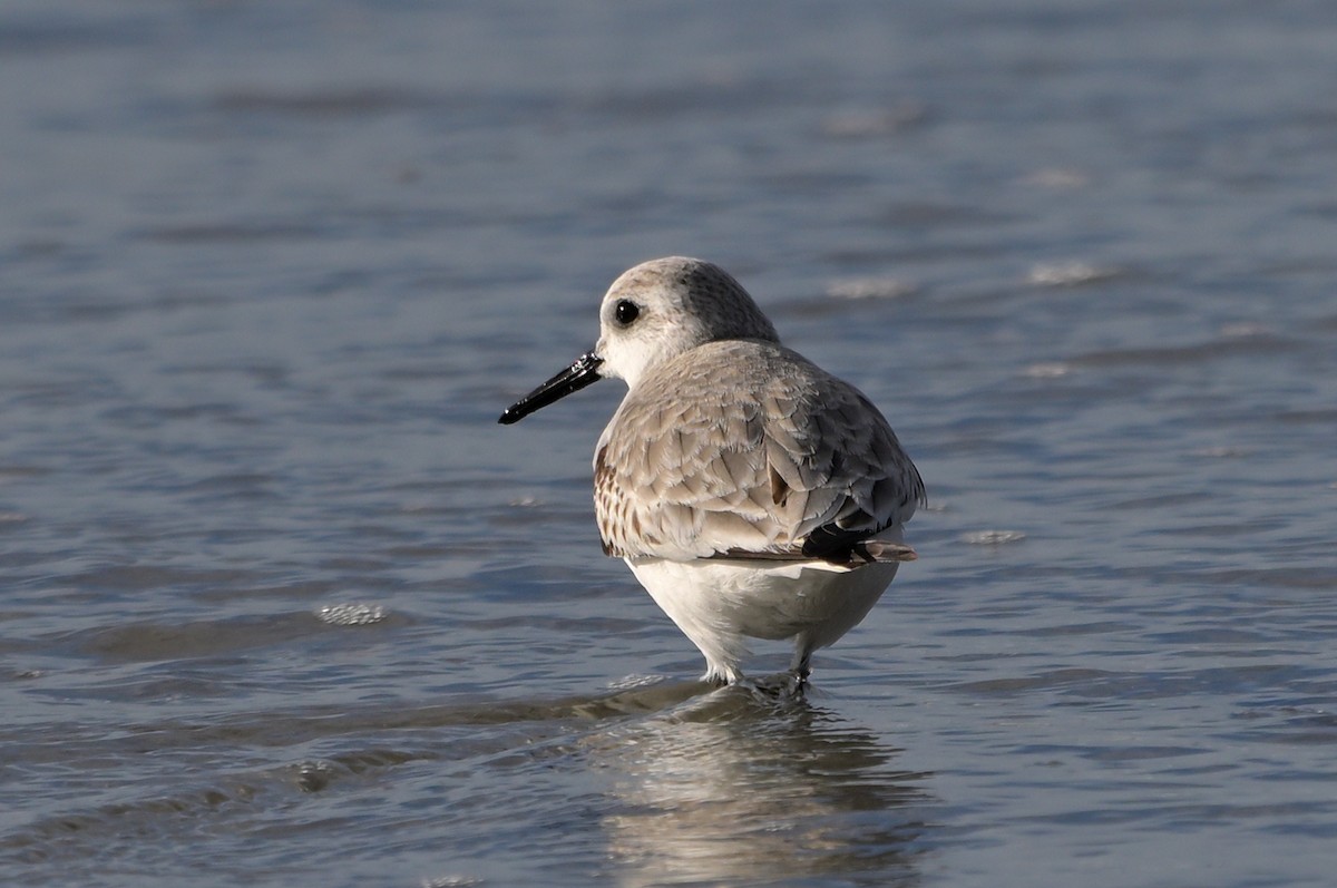 Sanderling - ML613744174