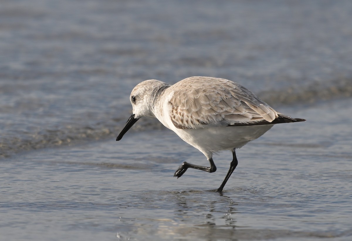 Sanderling - ML613744176