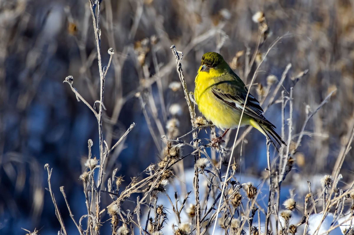 Lesser Goldfinch - ML613744196