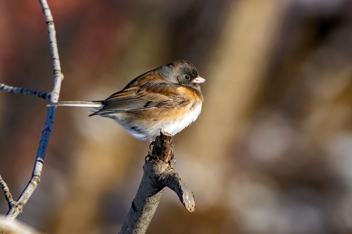 Dark-eyed Junco - Phil Kahler