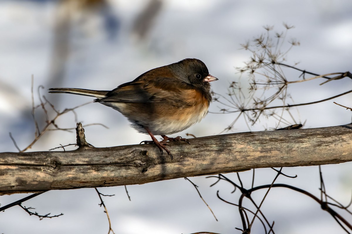 Dark-eyed Junco - Phil Kahler