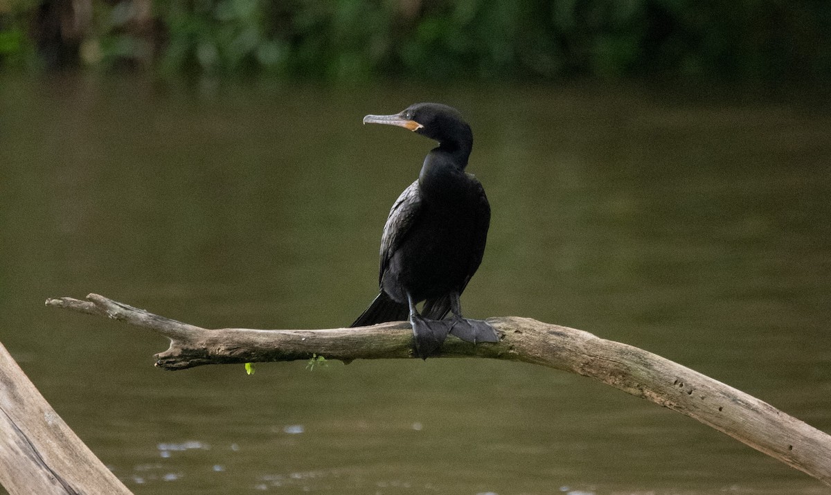 Neotropic Cormorant - Jean Carlos Ramírez Alvarado