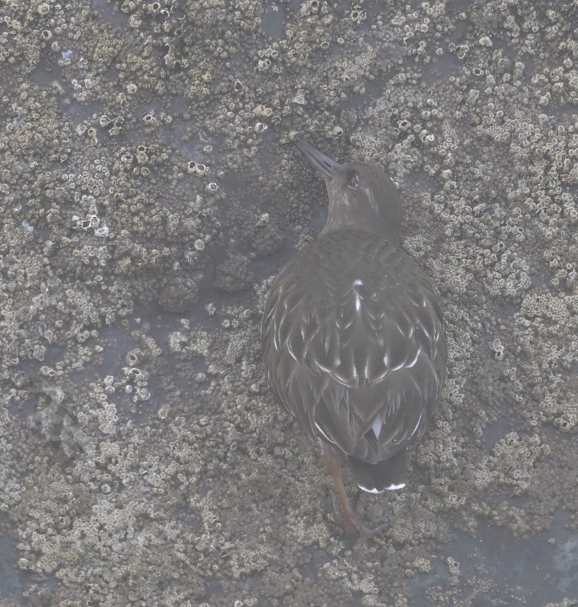 Black Turnstone - ML613744229