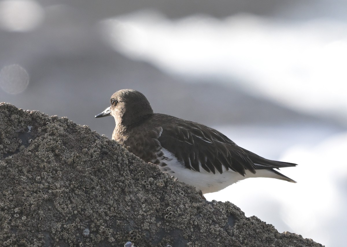 Black Turnstone - ML613744230