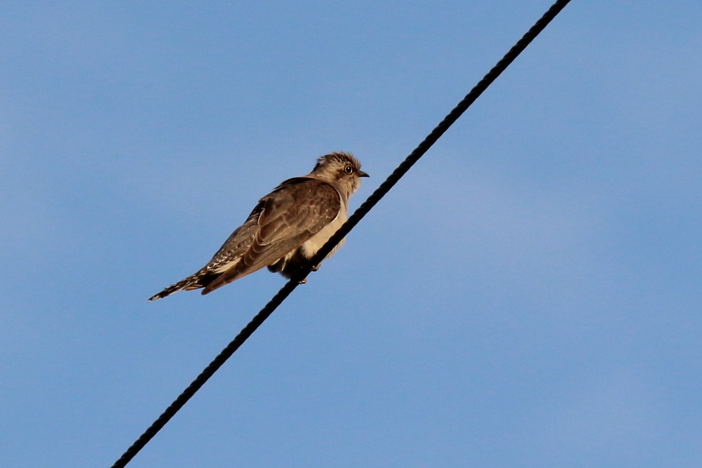 Pallid Cuckoo - ML613744250