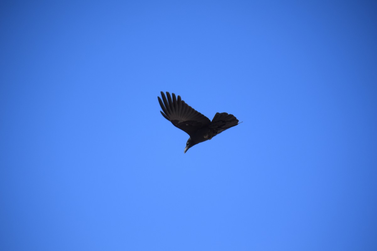 Large-billed Crow - Rabin Gautam