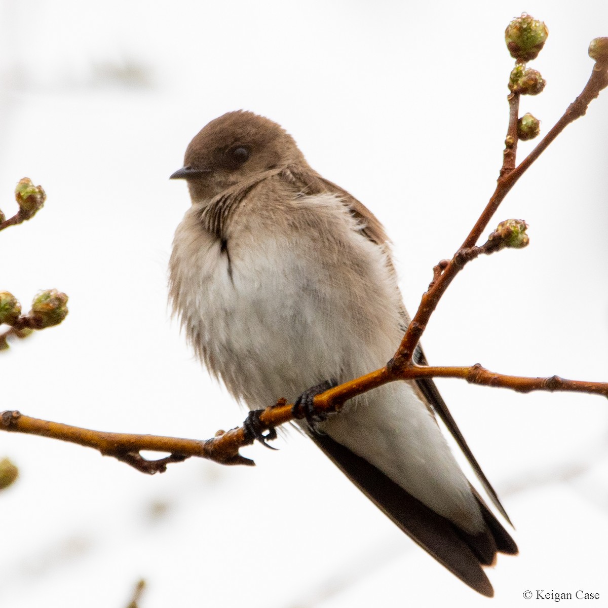 Northern Rough-winged Swallow - ML613744273