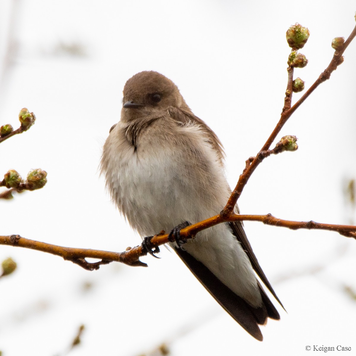 Northern Rough-winged Swallow - ML613744274