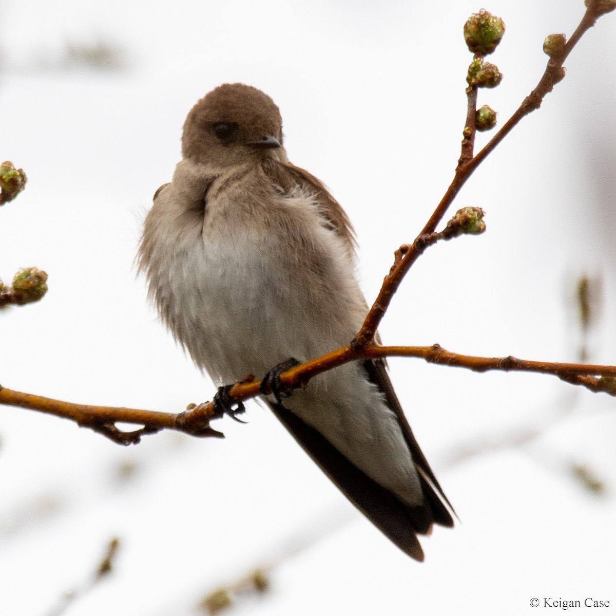 Northern Rough-winged Swallow - ML613744275