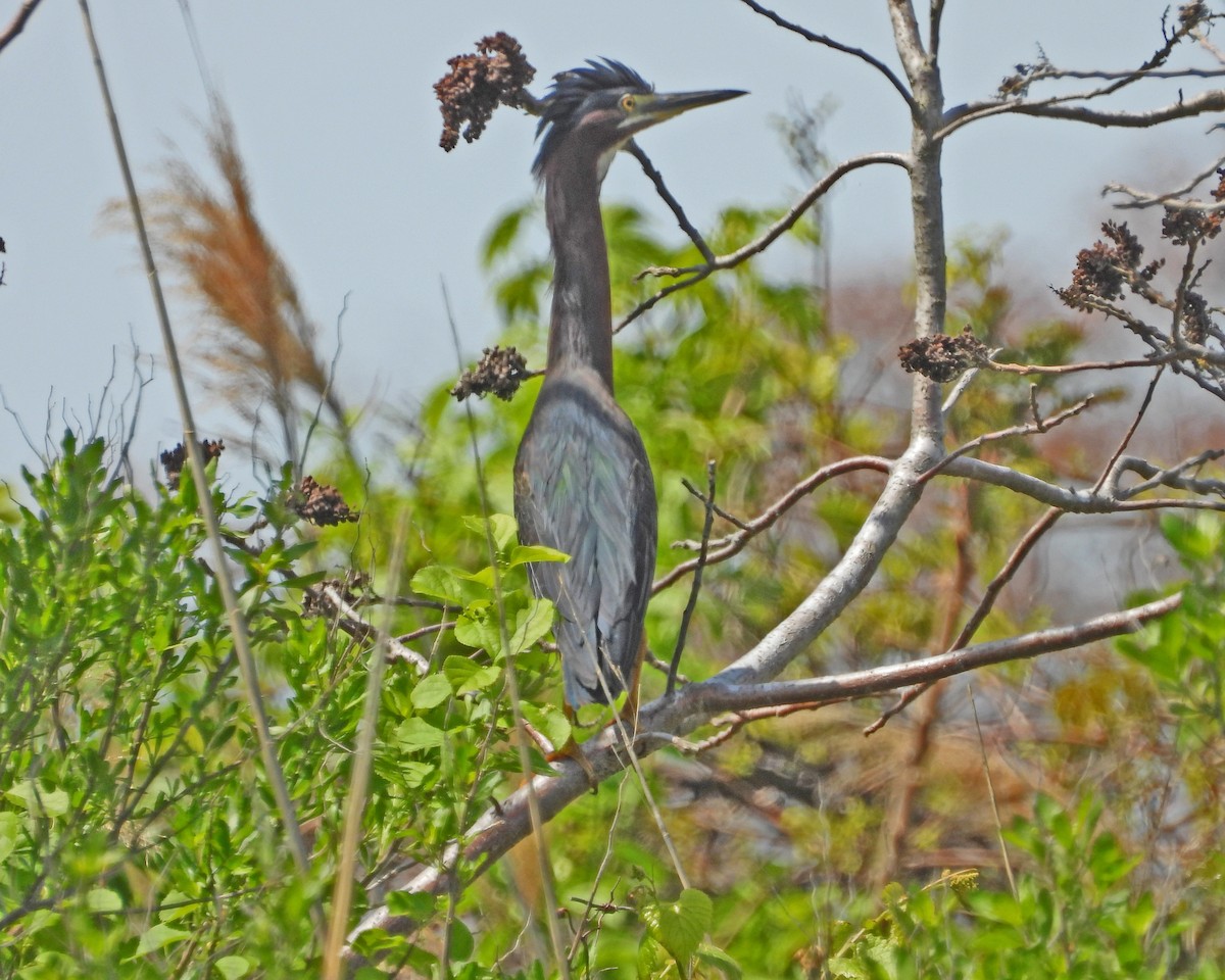 Green Heron - ML613744345