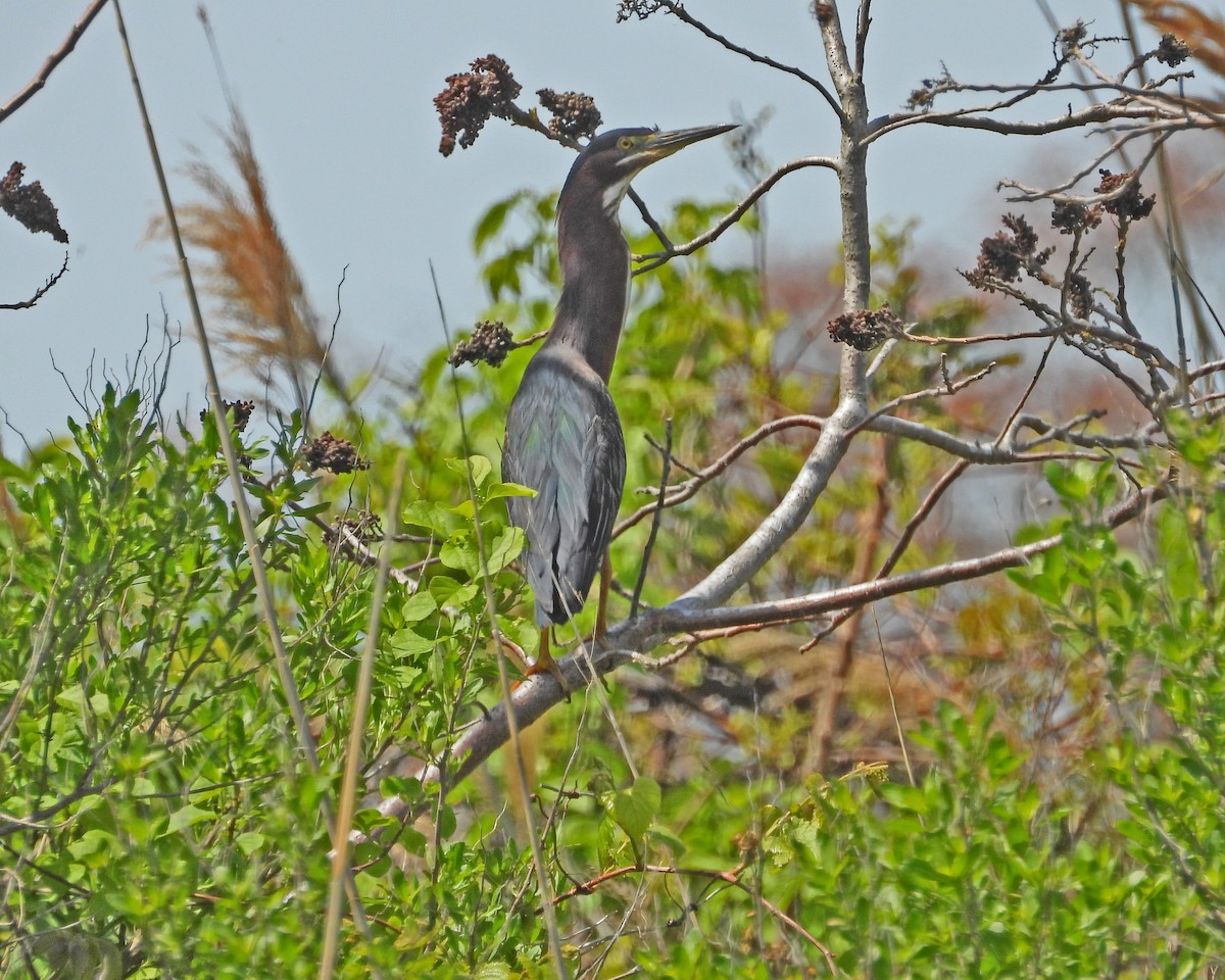 Green Heron - ML613744367