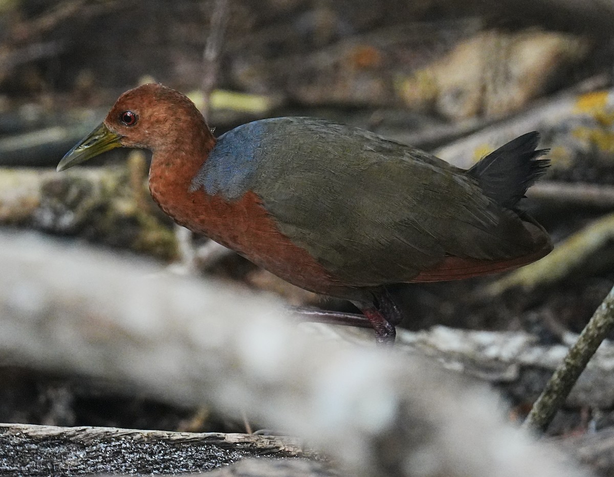 Rufous-necked Wood-Rail - ML613744386