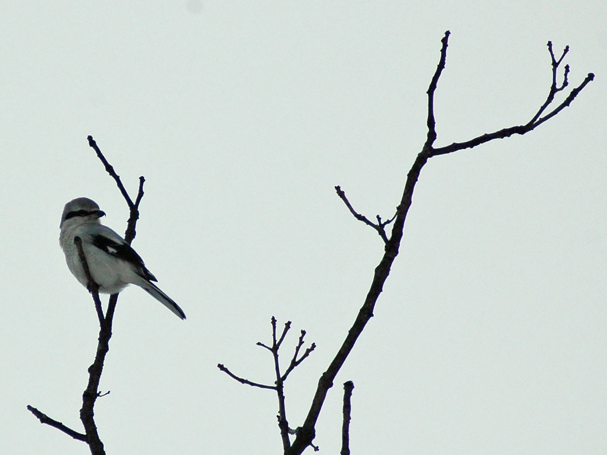 Northern Shrike - Joel McNeal