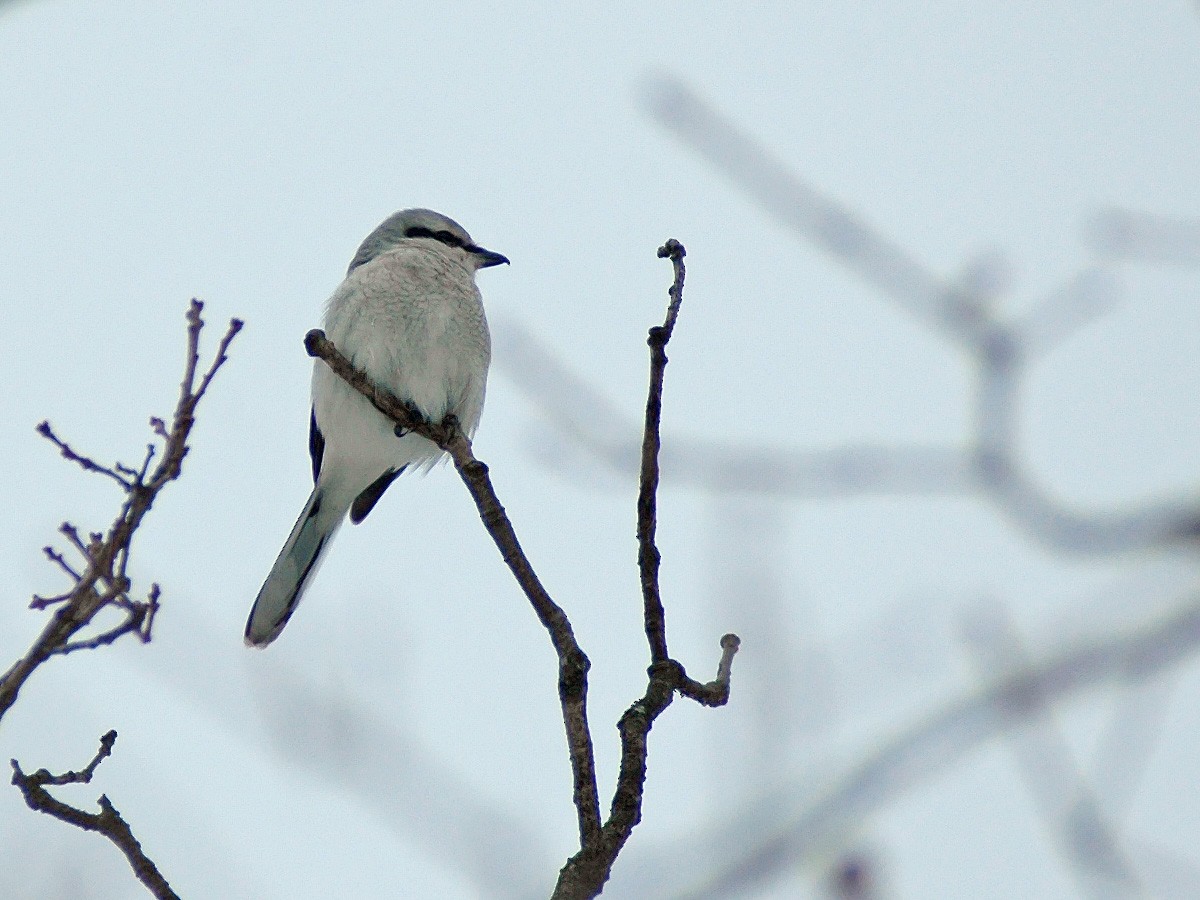 Northern Shrike - Joel McNeal