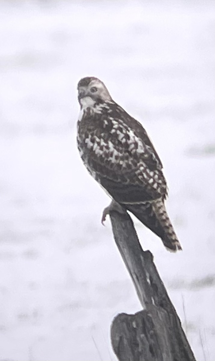 Red-tailed Hawk - Rick Vetter