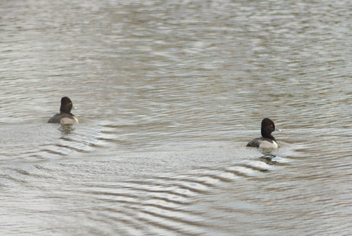 Ring-necked Duck - Ryan Pudwell