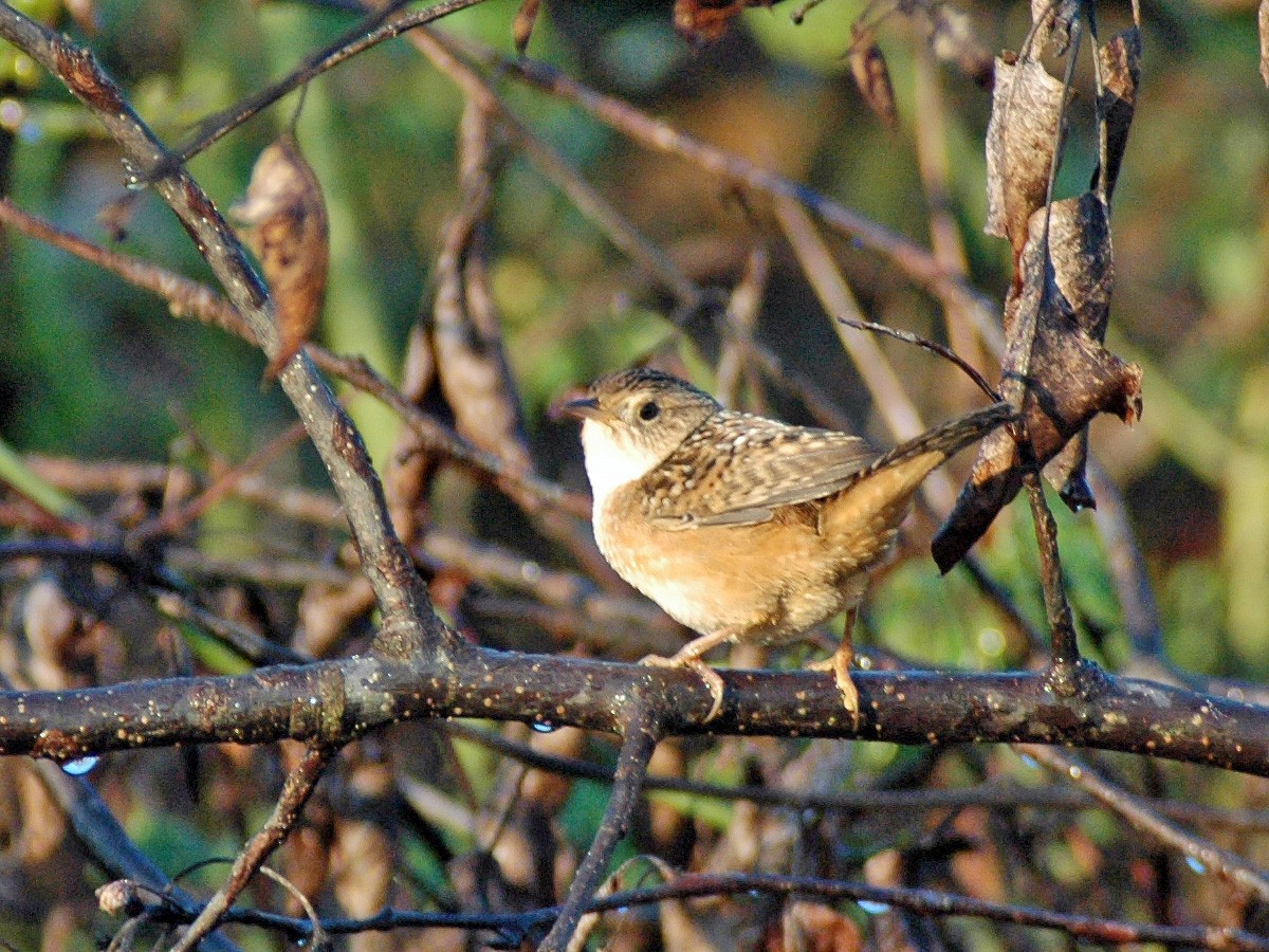 Sedge Wren - ML613744656