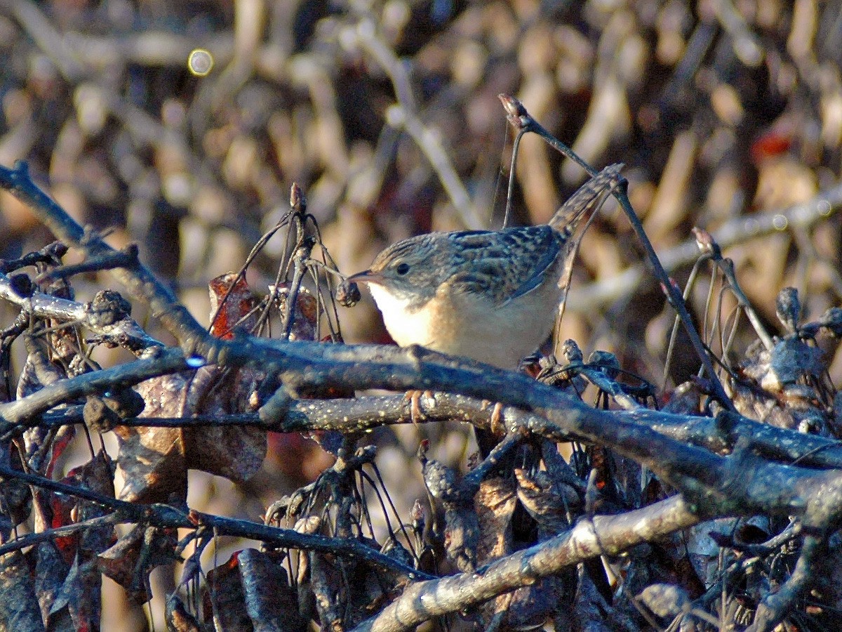 Sedge Wren - ML613744657