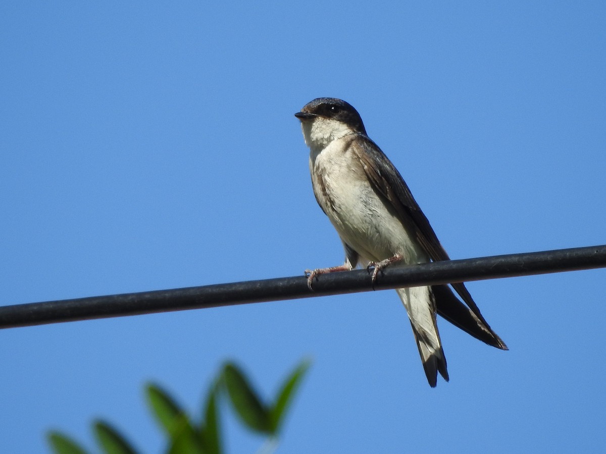 Chilean Swallow - Carolina Busquetz