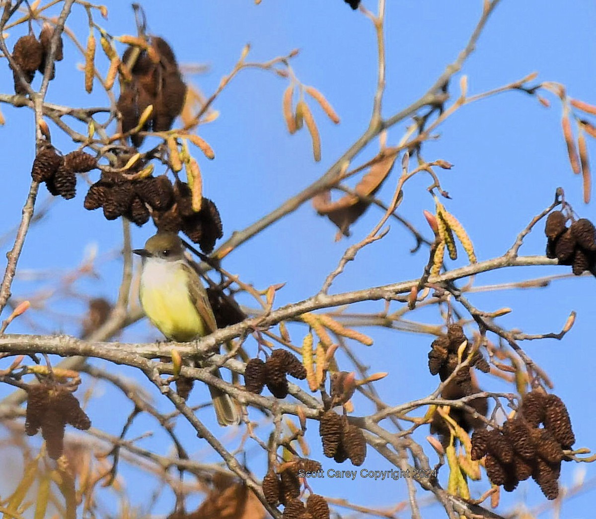 Dusky-capped Flycatcher - ML613744741