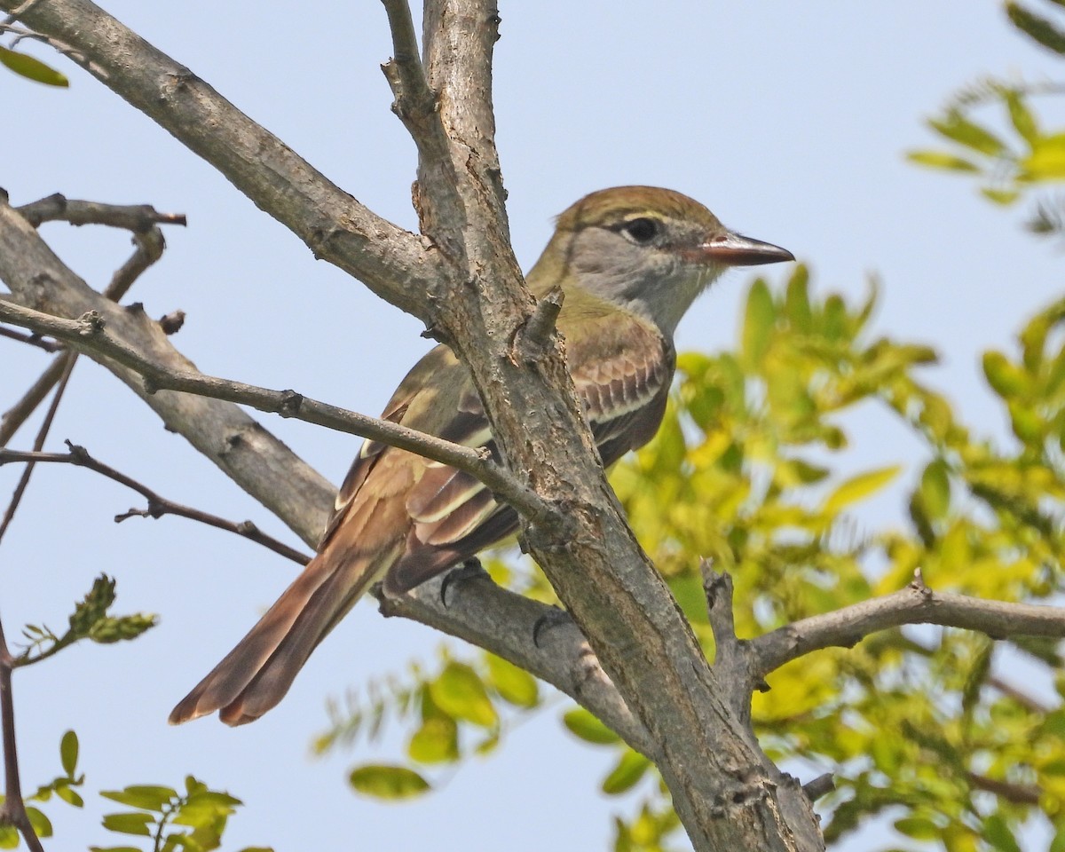 Great Crested Flycatcher - ML613744745