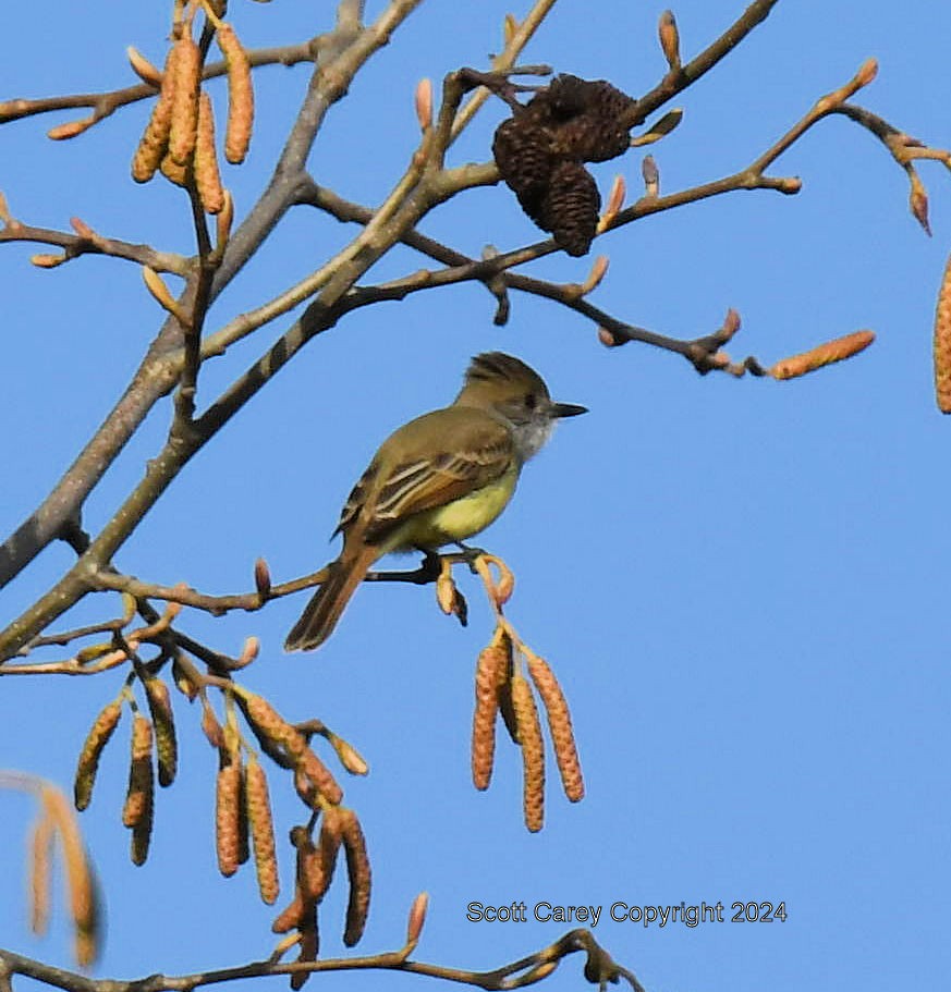 Dusky-capped Flycatcher - ML613744748