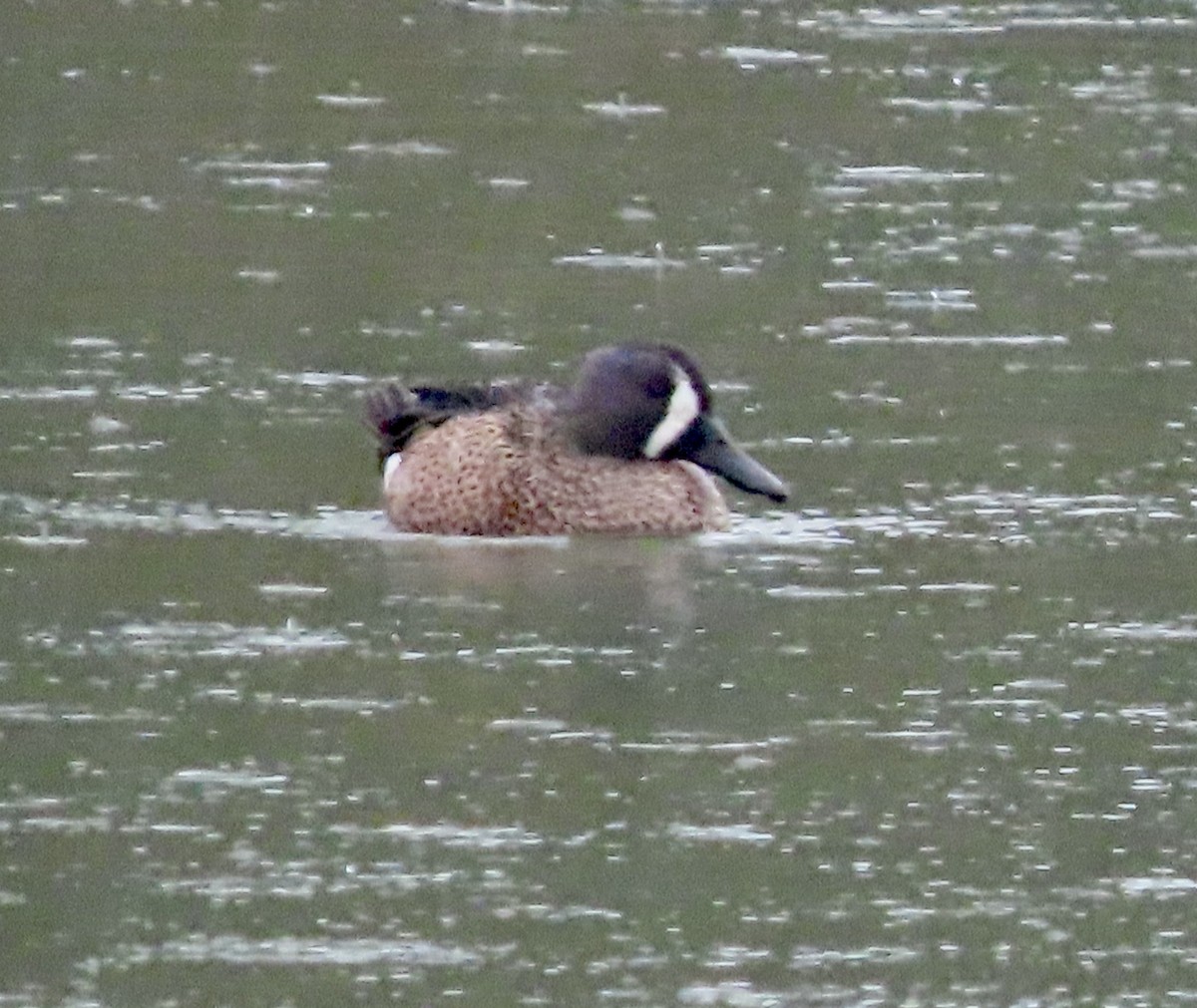 Blue-winged Teal - ML613744758