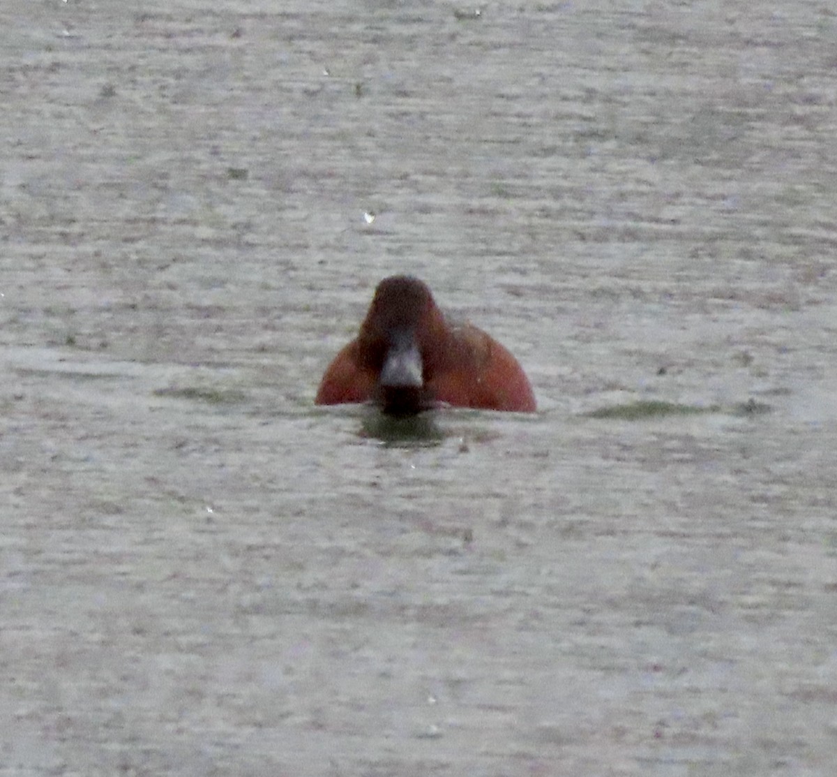 Cinnamon Teal - George Chrisman