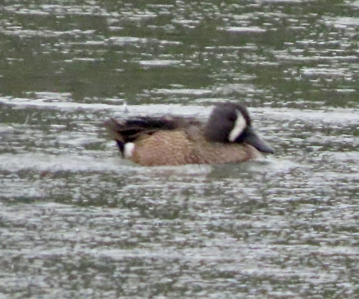 Blue-winged Teal - George Chrisman