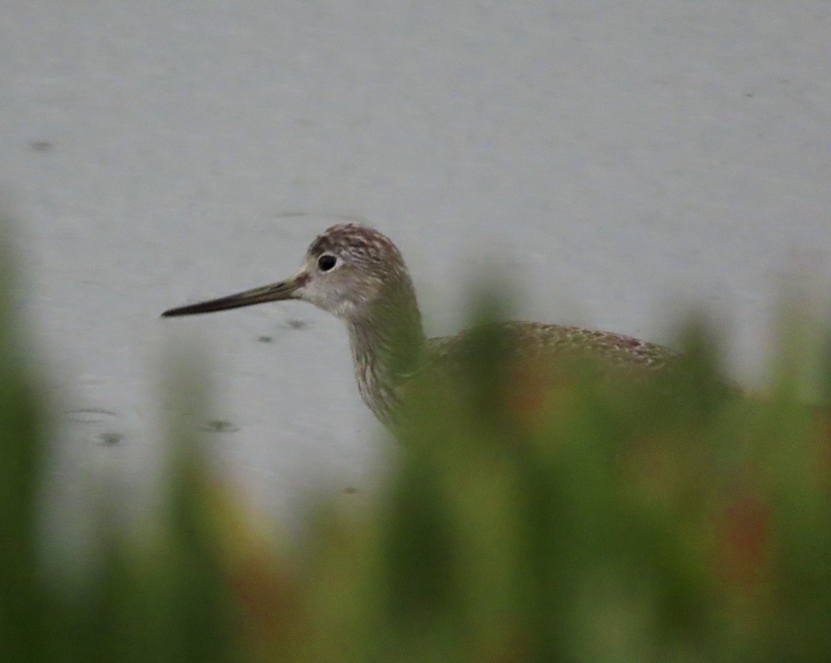 Greater Yellowlegs - ML613744790