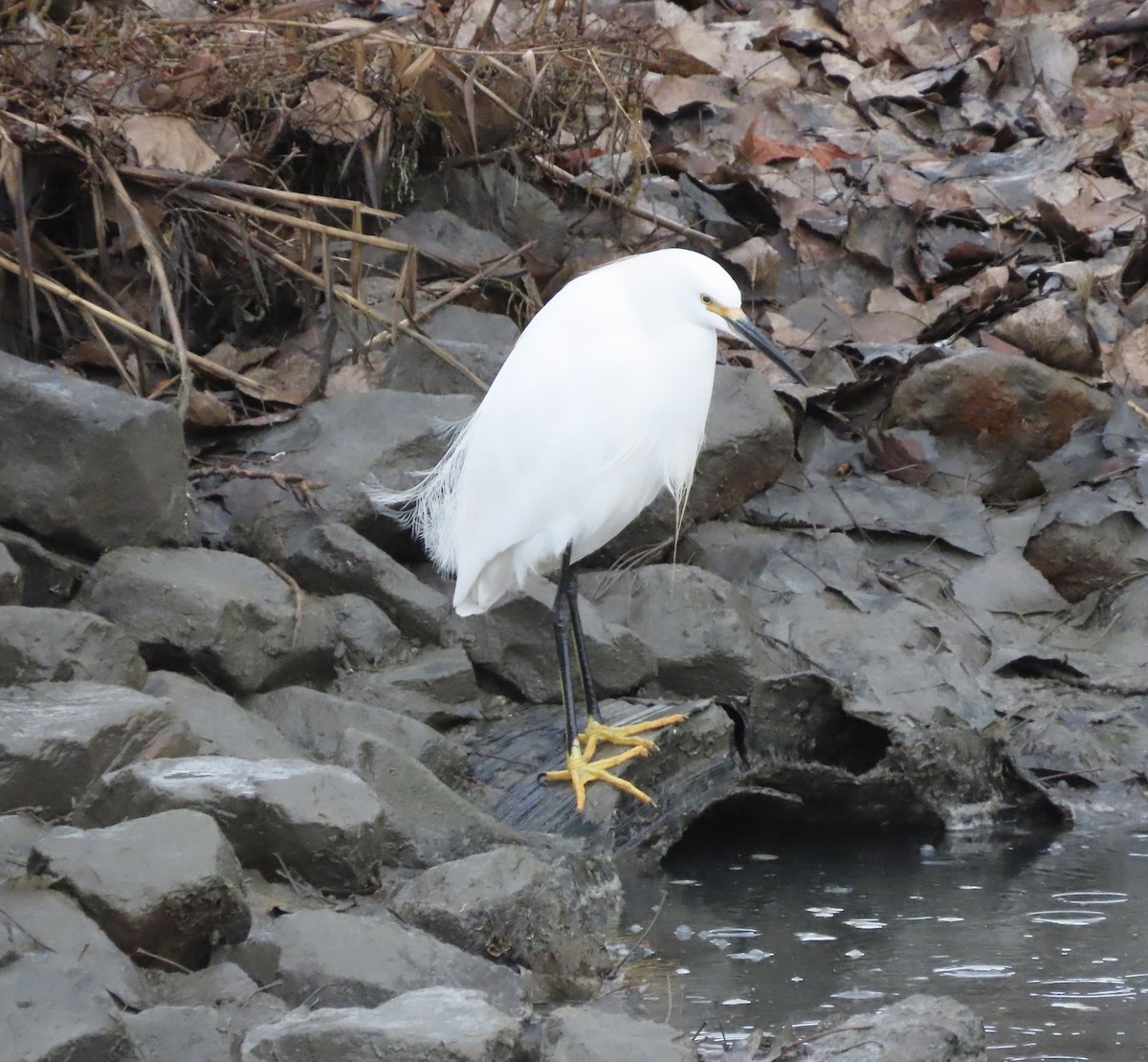 Snowy Egret - ML613744798