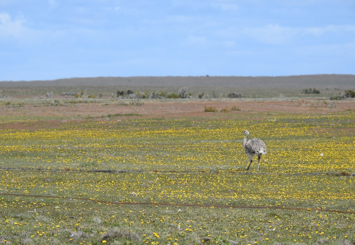 Lesser Rhea - ML613744801