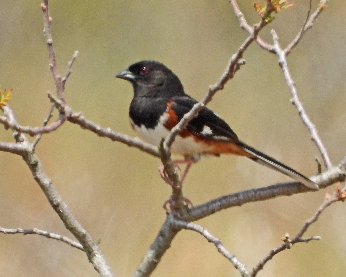 Eastern Towhee - Aubrey Merrill