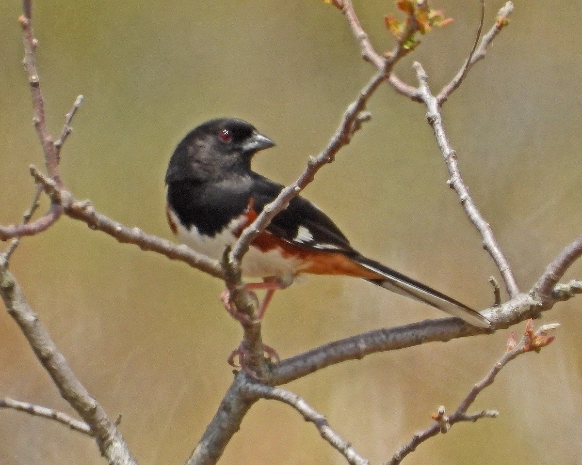 Eastern Towhee - Aubrey Merrill