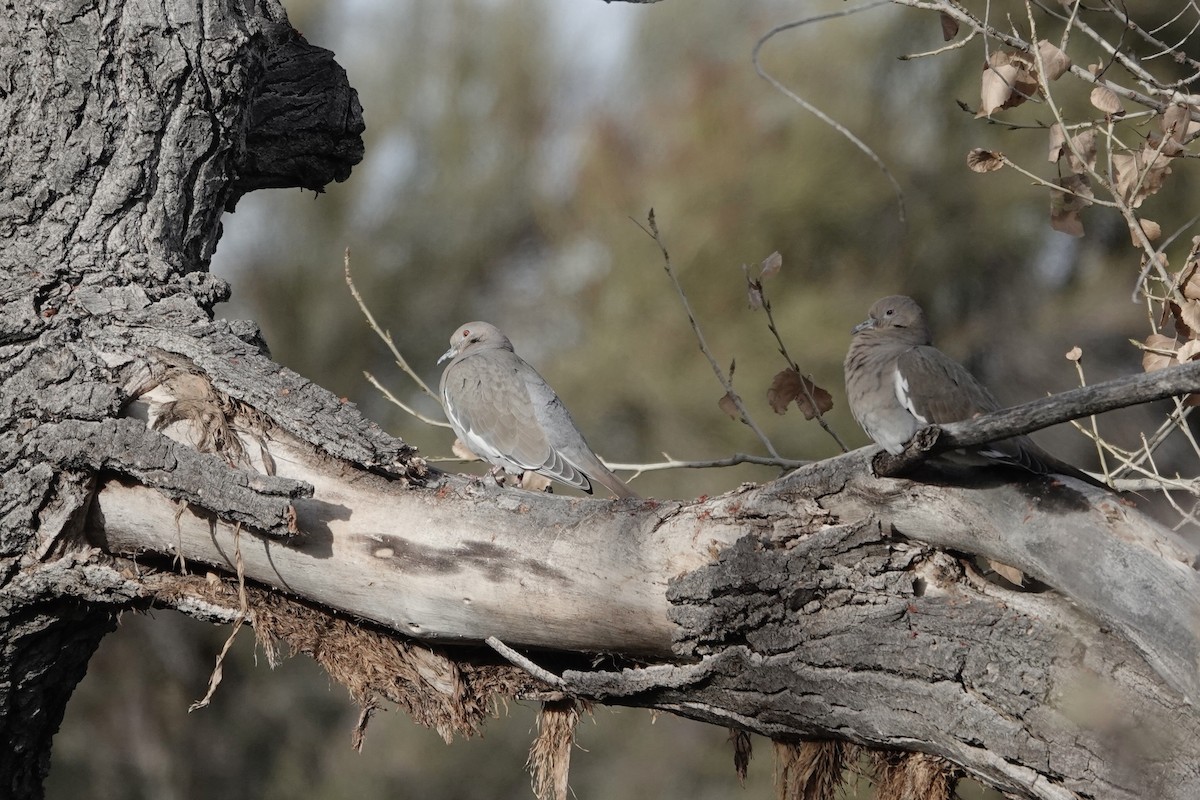 White-winged Dove - ML613744876