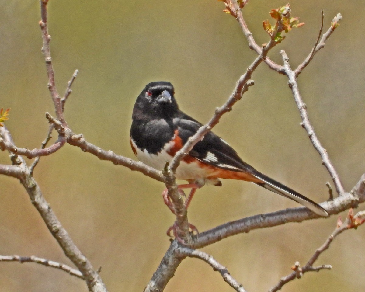 Eastern Towhee - Aubrey Merrill